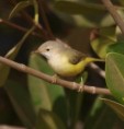 /album/photogallery/green-backed-eremomela-3-jpg/